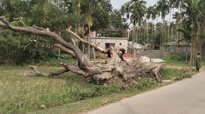 ঝড়ে পড়া গাছ না সরানোয় বিপাকে জমির মালিকগণ