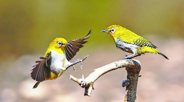 চোখে সাদাবৃত্ত উদয়ী ধলা চোখ