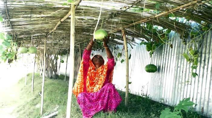 চরের পরিত্যাক্ত মাটিতে সবজি চাষে আর্থিকভাবে লাভবান নারীরা