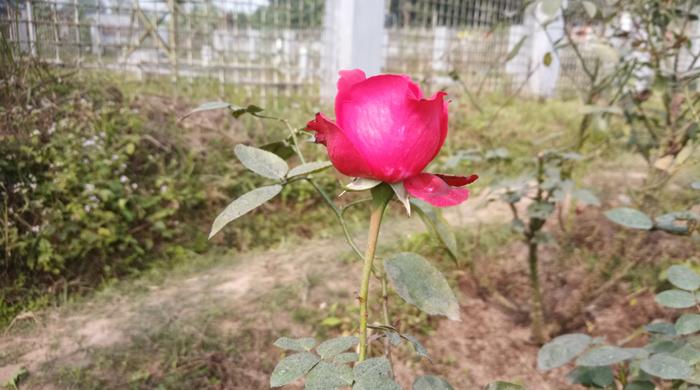 দিনাজপুরের বিরলে বাড়ছে গোলাপ চাষ