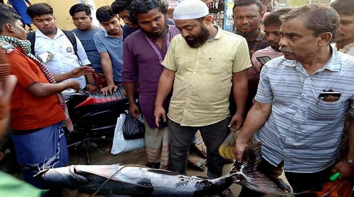 এক বাঘাইড়ের দাম ২১ হাজার টাকা