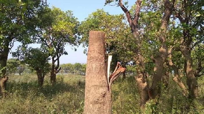 গাছ কাটাকে কেন্দ্র করে ধাপেরহাটে দুই পক্ষের উত্তেজনা