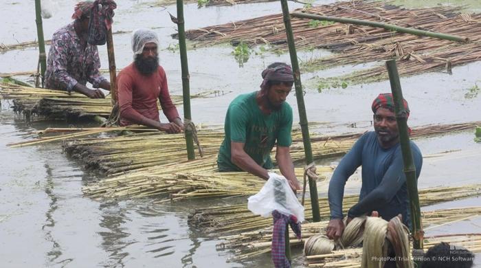 সোনালি আঁশে স্বপ্ন বুনছেন বকশীগঞ্জের কৃষক, ভালো ফলন ও দামে বাড়ছে আশার আলো