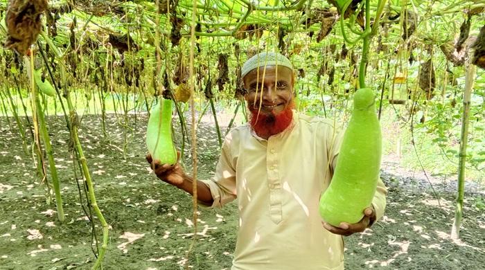 মাচায় ঝুলছে লাউ, হাসি ফুটেছে কৃষকের মুখে