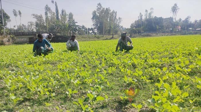 গাইবান্ধায় সার সংকট, শঙ্কায় চাষিরা