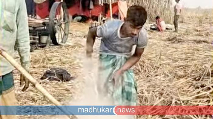 চরের খাঁটি গুড় উৎপাদনে ব্যস্ত কারিগররা