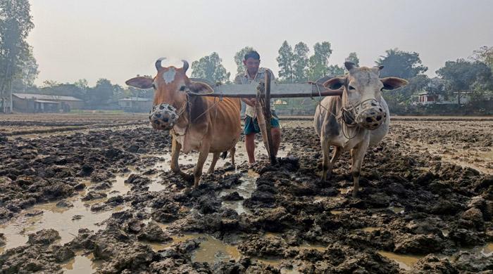 গাইবান্ধায় হারিয়ে যাচ্ছে জোয়াল-লাঙ্গলের ঐতিহ্যবাহী চাষাবাদ