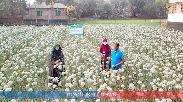 দিনাজপুরে পেঁয়াজ বীজ চাষে জহুরুল হকের বাজিমাত