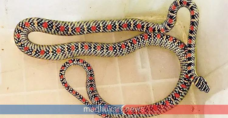 শ্রীমঙ্গলে বাসা থেকে কালনাগিনী উদ্ধার, অবমুক্তের অপেক্ষায়