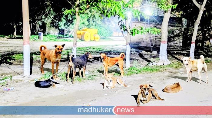 নজরুল বিশ্ববিদ্যালয়ে বেওয়ারিশ কুকুরের উপদ্রব: আতঙ্কে শিক্ষার্থীরা ‎