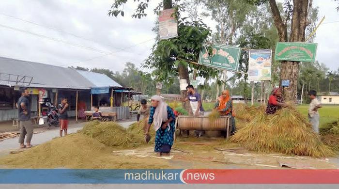 নিয়ম নীতির বালাই নেই, ধান ও ভূট্টা নিয়ে মহাব্যস্ত কৃষক-কৃষাণীরা