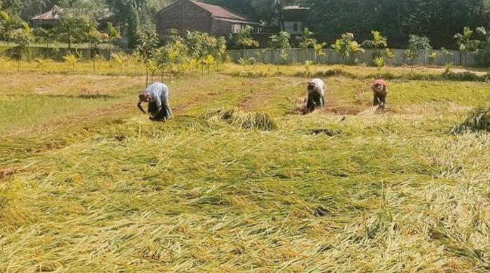 আমন কাটামাড়াই শুরু ভাল ফলনে খুশি কৃষক