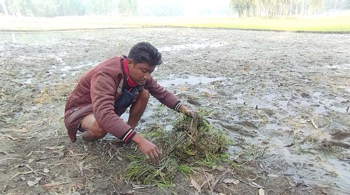 কুড়িগ্রামে রাতের আধারে কৃষকের রোপণ করা ধানের চারা উপড়ে ফেলার অফিযোগ 