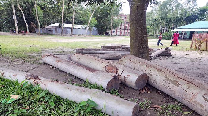 সুন্দরগঞ্জে শিক্ষকের বিরুদ্ধে গাছকর্তনসহ বিভিন্ন অভিযোগ