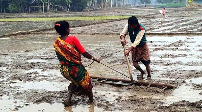 জমিতে মই দিচ্ছেন স্বামী-স্ত্রী 