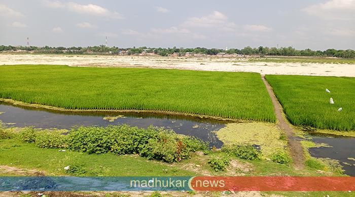 দিনাজপুর খানসামার আত্রাই নদীর বুকে সোনালী স্বপ্ন, বন্যার আশঙ্কায় চাষিরা