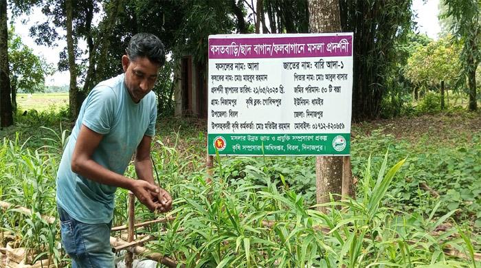 প্রথমবার বস্তায় আদা চাষ করেই বাজিমাত মাহবুব