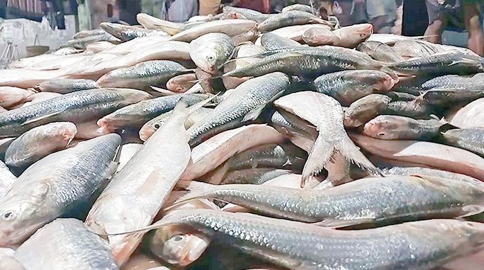 এক টানে ৪৬ মণ ইলিশ বিক্রি সাড়ে ৪৮ লাখে