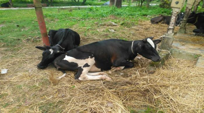 সিরাজগঞ্জে ট্রাকসহ ছিনতাই হওয়া গরু সাদুল্লাপুরে উদ্ধার