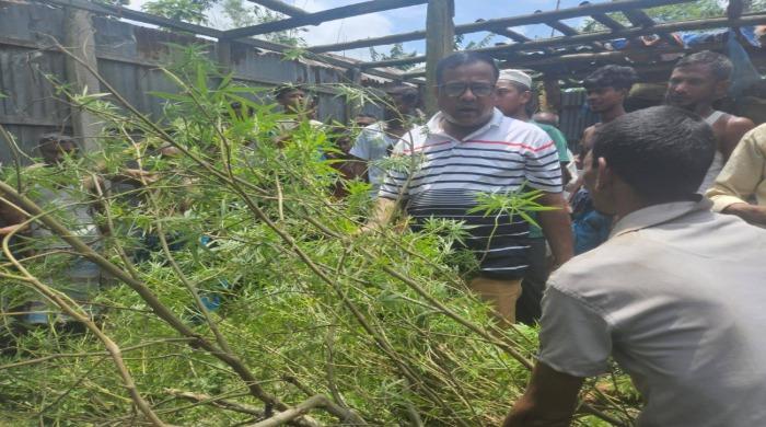 সাদুল্লাপুরে পরিত্যাক্ত বসতবাড়ি থেকে বিশাল আকৃতির গাঁজার গাছ উদ্ধার