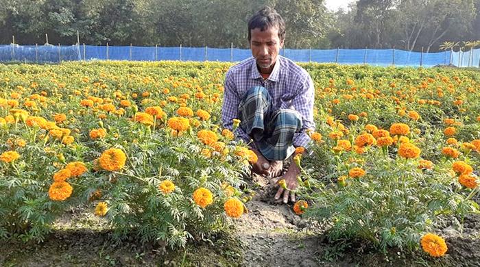 গাইবান্ধার ফুল চাষিরা এখন ব্যস্ত