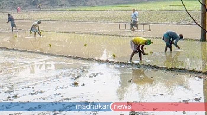 ফুলবাড়ীতে বোরো চাষে ব্যস্ত সময় পার করছেন কৃষক