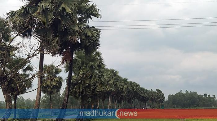 পীরগঞ্জে উজাড় হয়ে যাচ্ছে তালগাছ