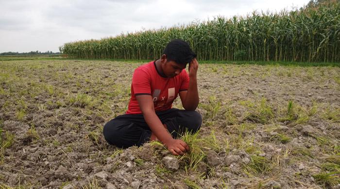 পার্বতীপুরে ট্রাক্টর চালিয়ে নষ্ট করে দেয় বীজ তোলা, বাধা দেয়ায় এক নারীকে পিটিয়ে গুরুতর আহত