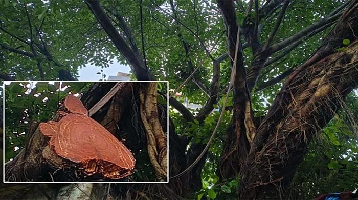 ইউএনওর হস্তক্ষেপে রক্ষা পেল দেড় শ বছরের বটগাছ