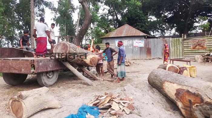 সাঘাটায় সাবেক ইউপি চেয়ারম্যানের বিরুদ্ধে সরকারি গাছ কেটে নেয়ার অভিযোগ