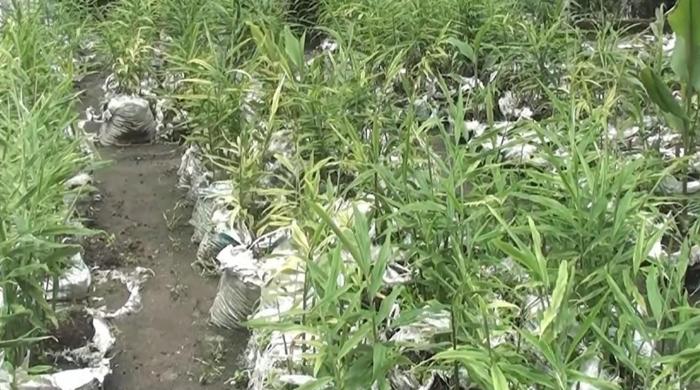 পঞ্চগড়ে জনপ্রিয় হচ্ছে বস্তায় আদা চাষ