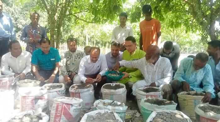 স্মার্ট প্রযুক্তিতে মিশ্র ফল বাগানে বস্তায় আদা চাষ
