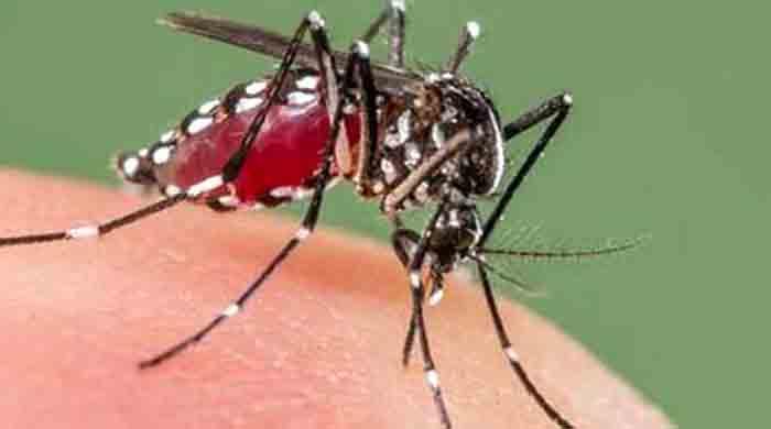 ডেঙ্গুর কারণে ভয়াবহ হুমকিতে জনস্বাস্থ্য