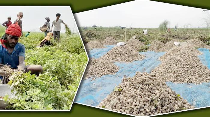 রংপুরে আলুতে লোকসান বাদামে আশার আলো