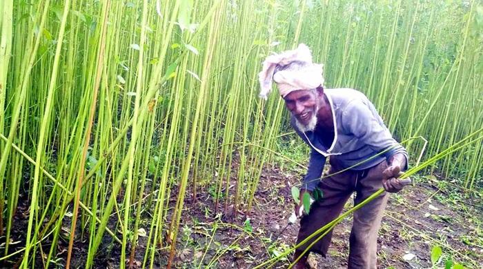 দিনাজপুরে পাটের বাম্পার ফলন ও ভালো দামে কৃষকের মুখে হাসি