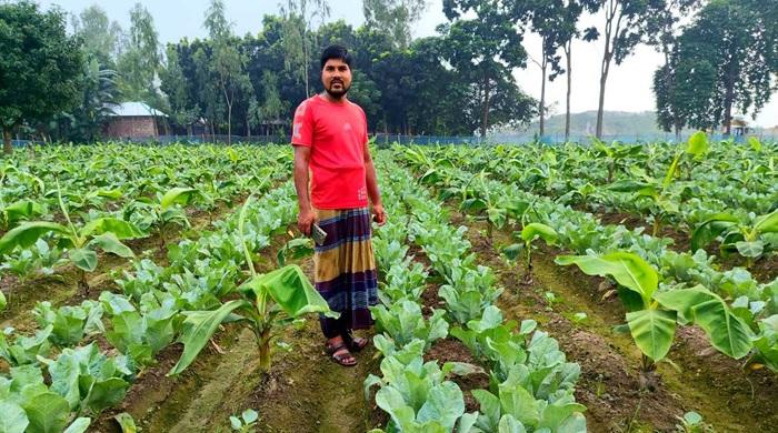 দিনাজপুরে কলার সঙ্গে ফুলকপিতে নতুন সম্ভাবনা