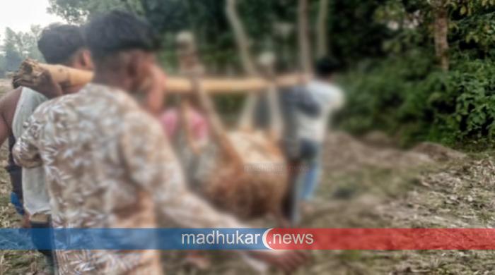 অনেক অনুরোধেও আসেননি সরকারি চিকিৎসক, পথেই মৃত্যু গবাদিপশুর