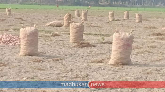 সুন্দরগঞ্জে হিমাগার সংকটে আলু নিয়ে বিপাকে চাষিরা