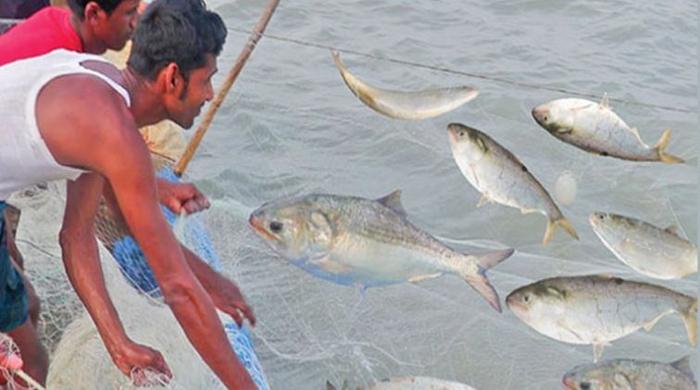 আজ থেকে ২ নভেম্বর পর্যন্ত ইলিশ ধরা নিষিদ্ধ