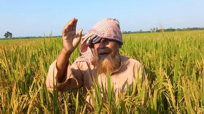 তেঁতুলিয়ায় আগাছানাশক প্রয়োগে ধান নষ্টের অভিযোগ
