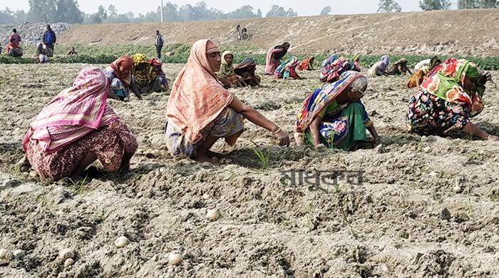 পীরগাছায় ১৫০ টাকার আলু ৬০ টাকায় বিক্রি, তবুও ক্রেতা সংকট