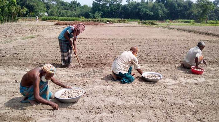 গাইবান্ধায় বীজ-সারের বাড়তি দাম, বিপাকে আলুচাষিরা