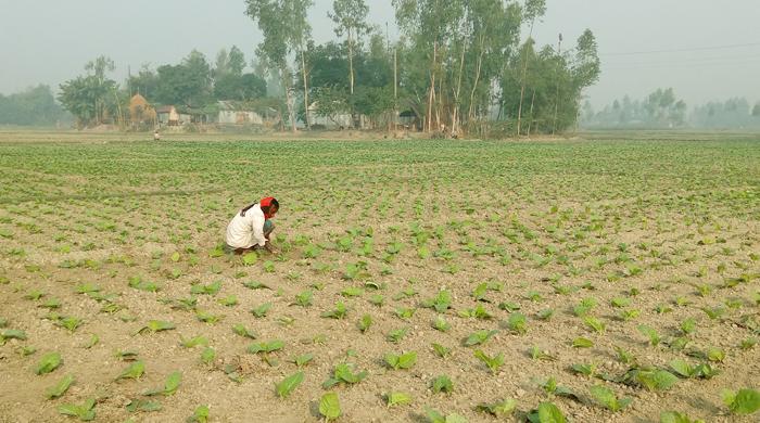 চরাঞ্চলে ফের তামাক চাষে আগ্রহী কৃষকরা