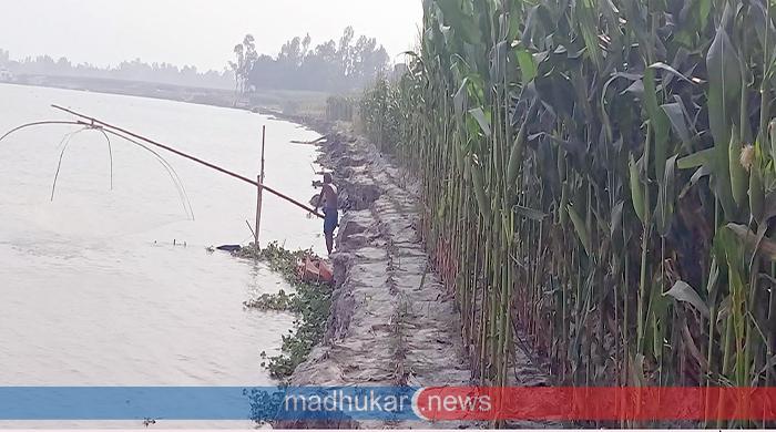 অসময়ে তিস্তার ভাঙন হুমকিরমুখে ফসলি জমি