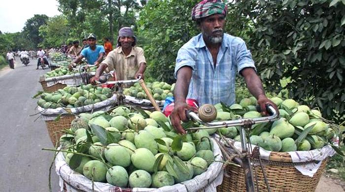 ‘ম্যাঙ্গো ক্যালেন্ডার’ প্রকাশ: কোন আম কবে আসবে বাজারে