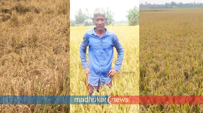 ধানে কারেন্ট পোকার আক্রমণে দিশেহারা সাঘাটার কৃষক ধানে কারেন্ট পোকার আক্রমণে দিশেহারা সাঘাটার কৃষক