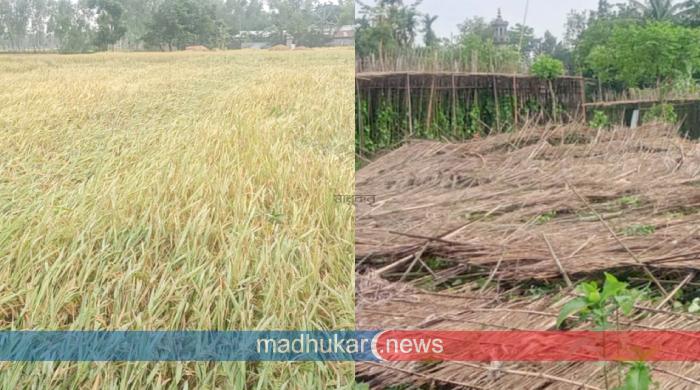 সুন্দরগঞ্জে কালবৈশাখী ঝড়ে ঘরবাড়ি-গাছপালাসহ ফসলের ক্ষতি