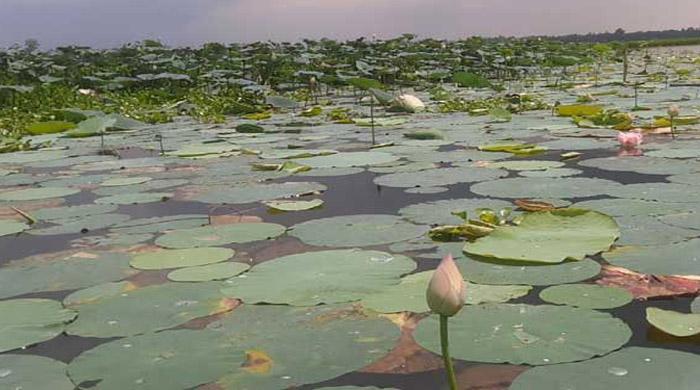 পদ্ম ফুল ফুটতে শুরু করেছে সিংদই বিলে