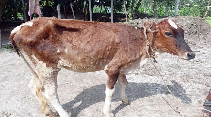  ফুলছড়িতে লাম্পি স্কিনে মৃত্যু ১১টির আক্রান্ত কয়েক শতাধিক গবাদিপশু