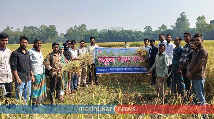 সাঘাটায় রোপা আমন ধানের নমুনা শস্য কর্তন 